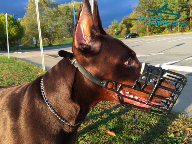 Easy Adjustable Doberman Muzzle