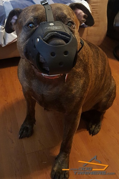 Padded Leather Dog Muzzle - Adjustable and Lightweight