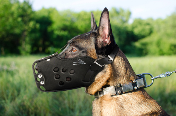 Hard Leather Dog Muzzle on Belgian Malinois