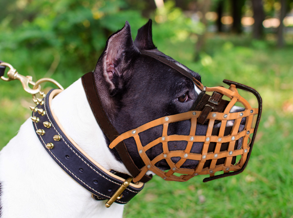 Style Leather Dog Muzzle on Amstaff