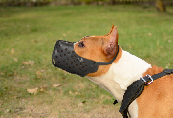 Handmade Leather Dog Muzzle on Amstaff