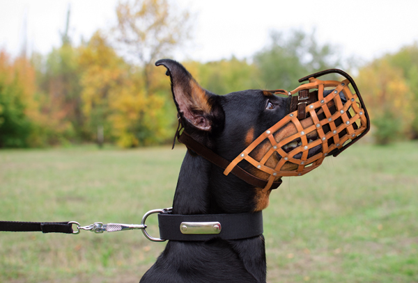 Dog Muzzle Made of Leather on Doberman