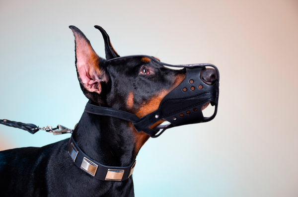 Reliable Leather Dog Muzzle on Doberman