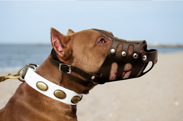 Training Leather Dog Muzzle on Pitbull
