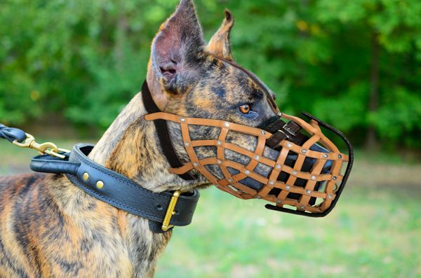 Well-fitting Dog Muzzle on Great Dane