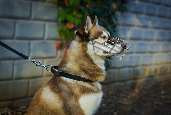 Adjustable Metal Cage Dog Muzzle on Siberian Husky