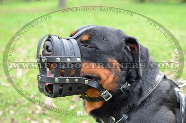 Air circulated Rottweiler dog muzzle