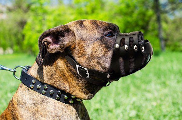 Walking Leather Dog Muzzle on Boxer