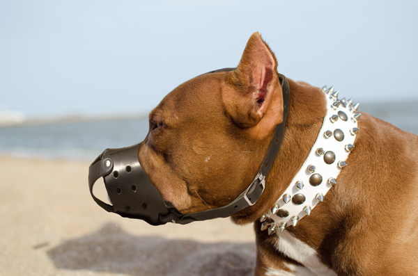 Safety Dog Muzzle Made of Leather on Pitbull