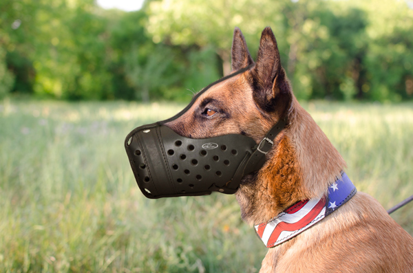 Training Leather Dog Muzzle on Belgian Malinois