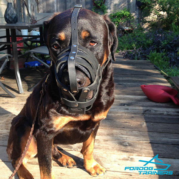 Comfortable Mesh Rottweiler Muzzle with Padding