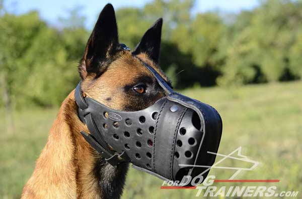 Attack Training Leather Belgian Malinois Muzzle