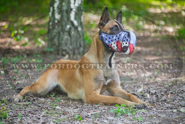 Belgian Malinois wearing painted muzzle