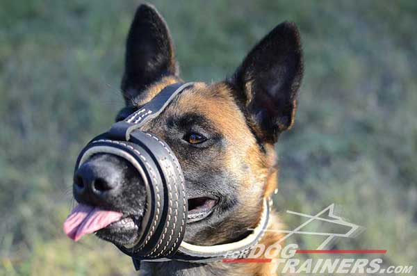 High Quality Leather Belgian Malinois