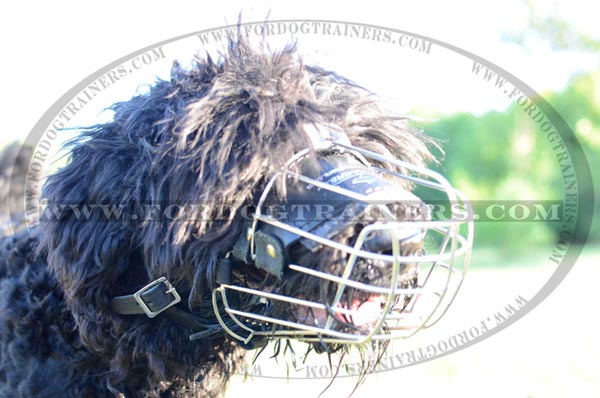 Black Terrier wearing muzzle