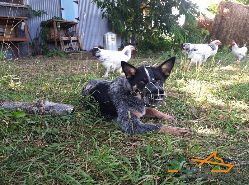 muzzle for blue heeler