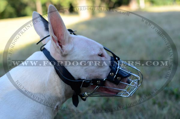Well Ventilated Wire Cage Bull Terrier Muzzle