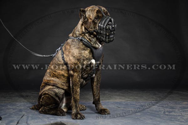 Padded muzzle for Cane Corso breed air ventilated