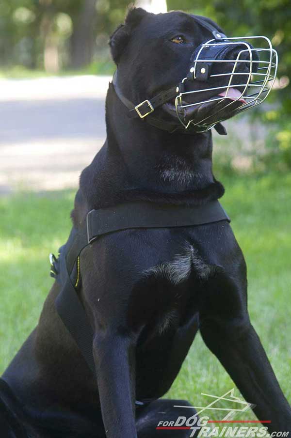 Wire Cage Cane Corso breed Muzzle