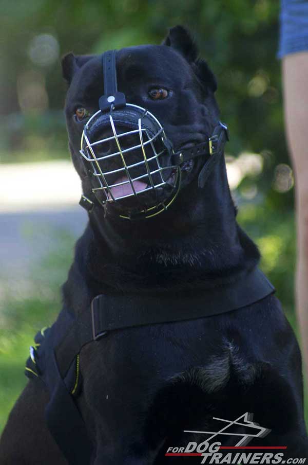 Wire Cage Cane Corso Dog Muzzle with Padded Nose Area