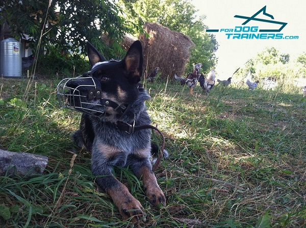 Wire Basket Blue Heeler Muzzle  - Easy Adjustable