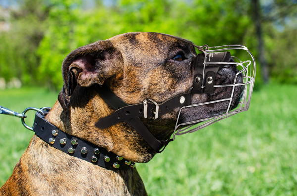 Design Leather Dog Muzzle on Boxer