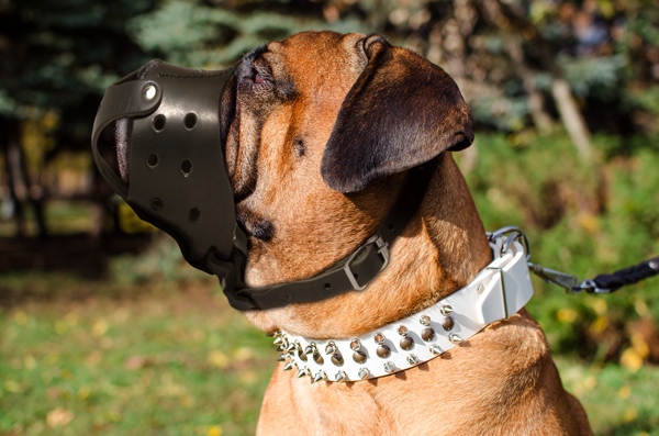 Reliable Leather Dog Muzzle on Bullmastiff