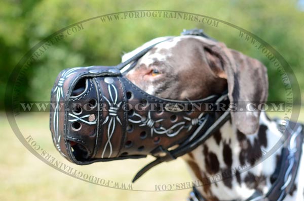 Dalmatin likes painted leather muzzle