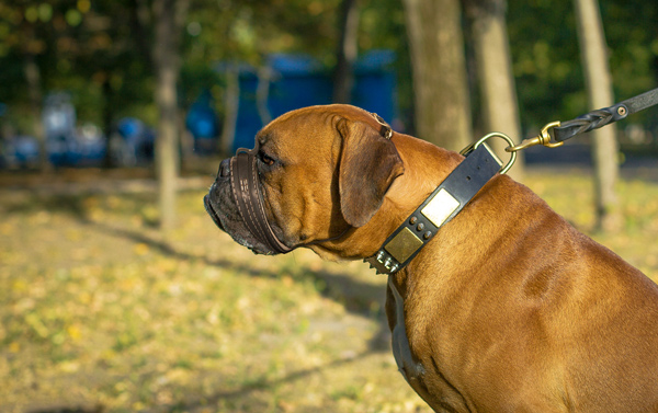Safe Walking Leather Dog Muzzle on Boxer