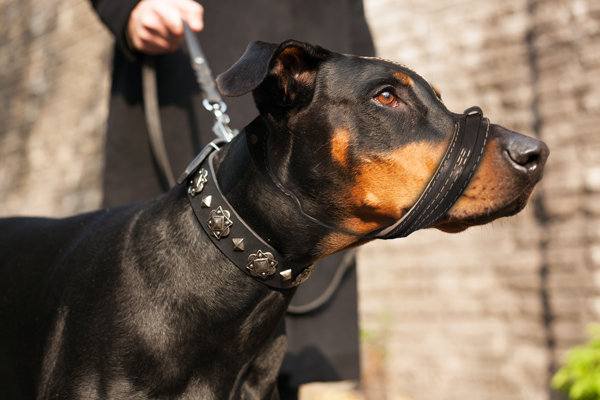 Dog Muzzle Made of Leather on Doberman