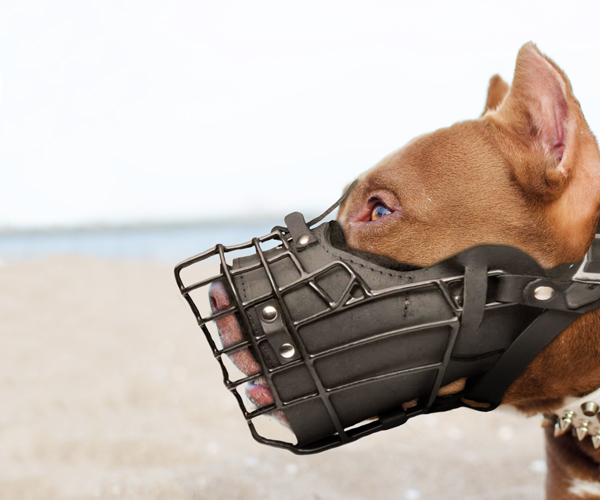 Winter Wire Leather Dog Muzzle on Pitbull