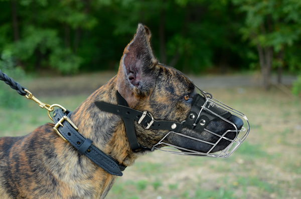 Exclusive Leather Dog Muzzle on Great Dane