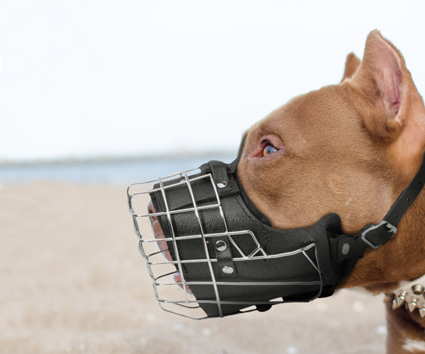 Wire Cage Leather Dog Muzzle on Pitbull