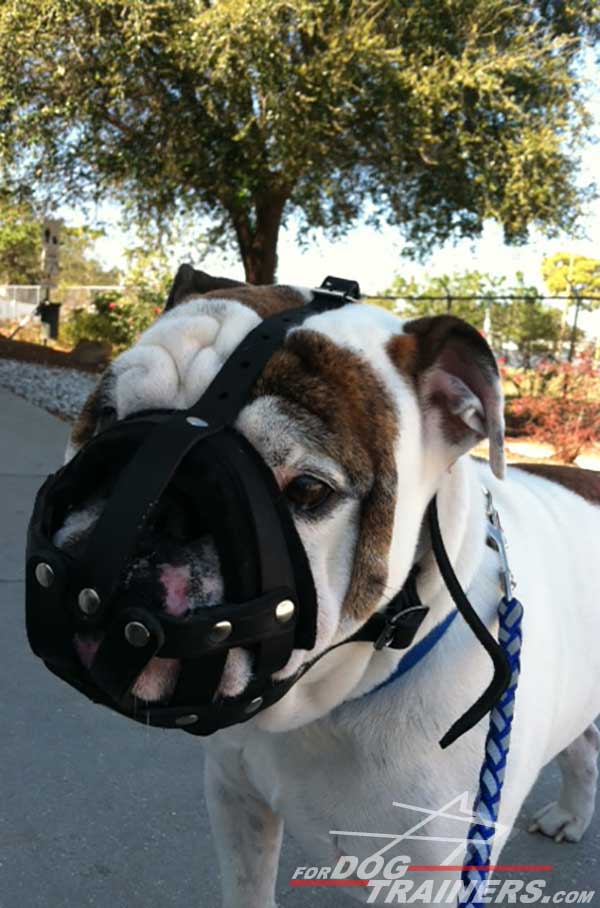 27 Top Pictures English Bulldog Puppy Muzzle : Royal Quality Wire Basket Muzzle for English Bulldog [M4 ...