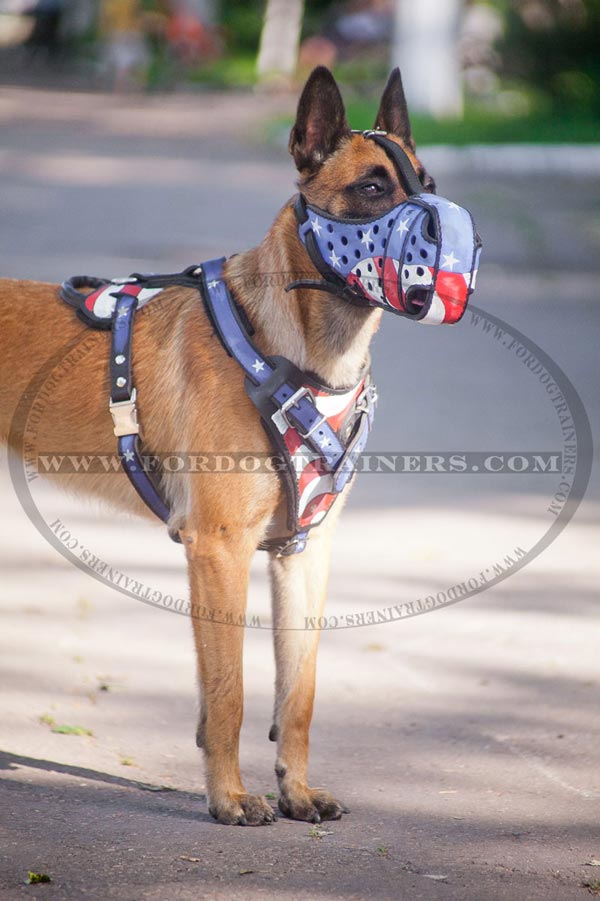 Leather Belgian Malinois Muzzle for Agitation Training