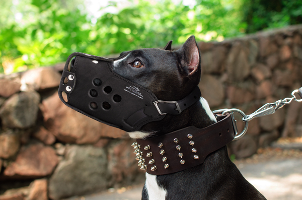 Agitation Dog Muzzle on Amstaff