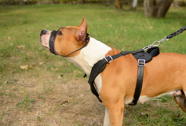 Nappa Padded Leather Dog Muzzle on Amstaff