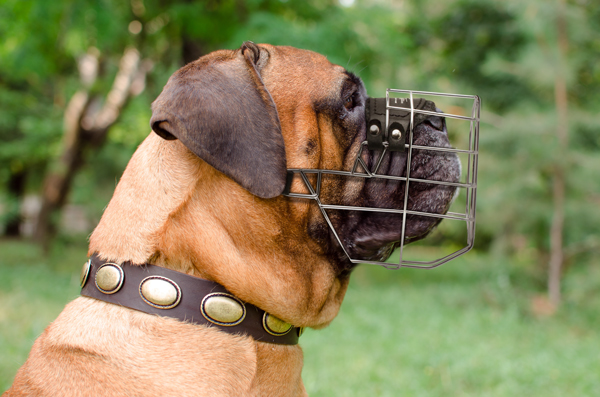 Handmade Leather Dog Muzzle on Bullmastiff