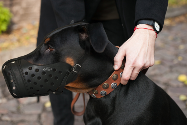 Durable Leather Dog Muzzle on Doberman