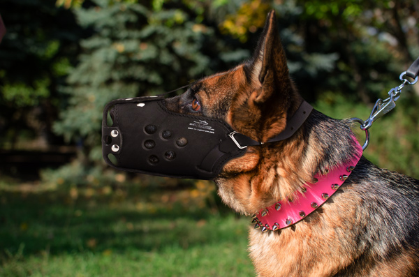 Reliable Leather Dog Muzzle on German Shepherd