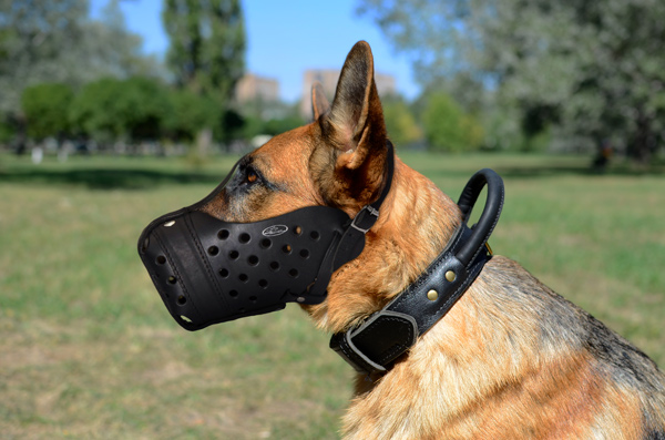 Walking Leather Dog Muzzle on German Shepherd