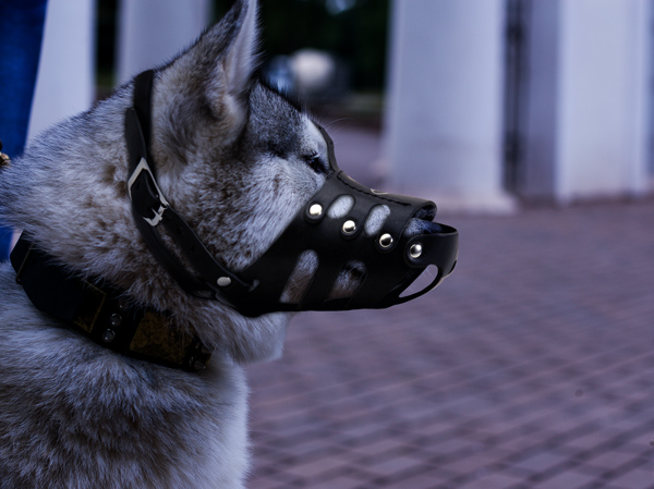 Handmade Leather Dog Muzzle on Siberian Husky