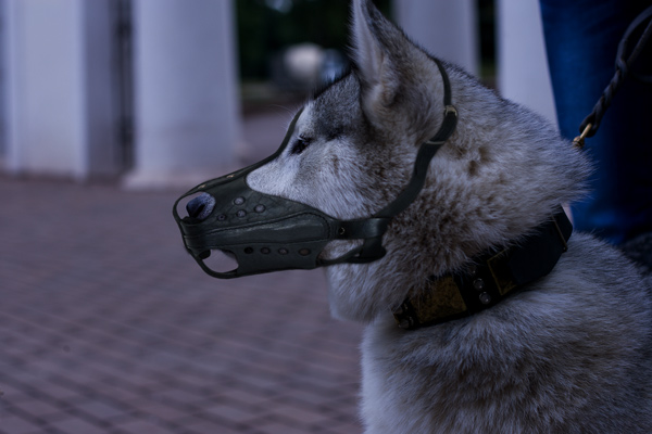 Siberian Husky wearing a strong leather dog muzzle