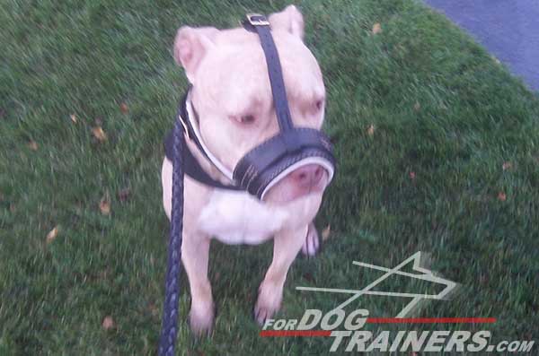 Anti-barking stitched leather Pitbull muzzle