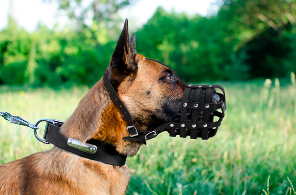 Walking Leather Dog Muzzle on Belgian Malinois