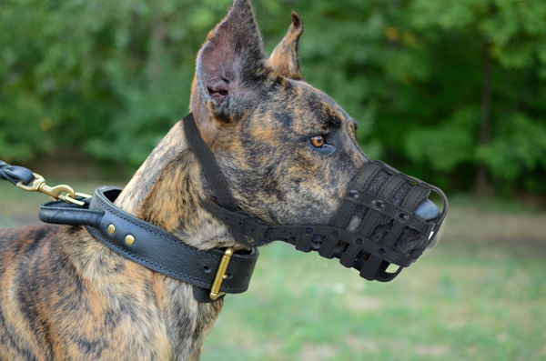 Durable Leather Dog Muzzle on Great Dane