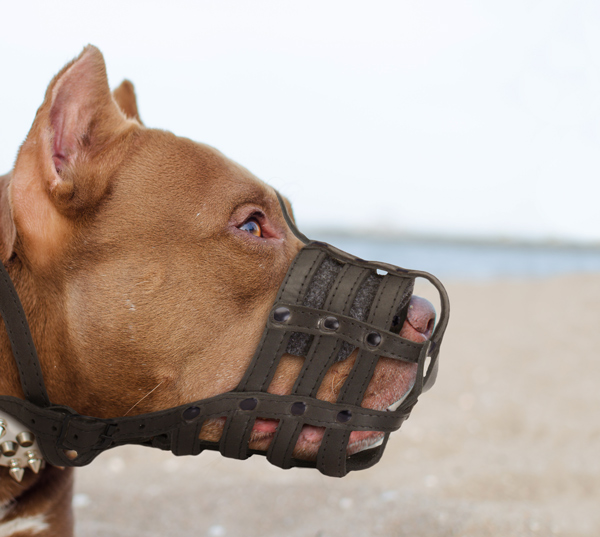 Handmade Leather Dog Muzzle on Pitbull