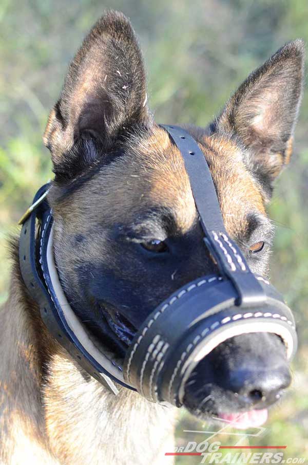 Leather Belgian Malinois for Safe Walking