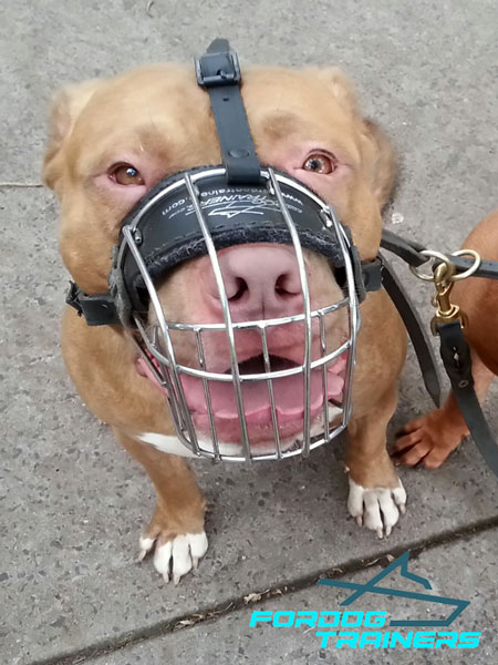 Wire Basket Design Pitbull Muzzle - Lightweight Construction