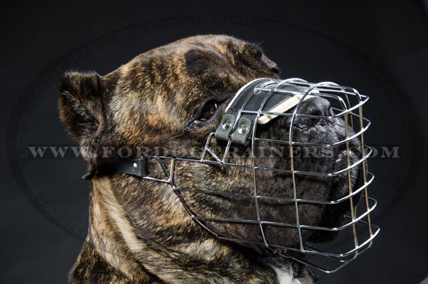 Cane Corso Wearing Wire Cage Muzzle